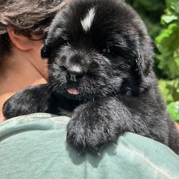 Newfoundland Puppies from Black Lions Newfoundlands