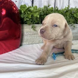 Light Blue - Yellow female Labrador Retriever puppy in Newton Grove, North Carolina from Wayalife Labradors & Gsp’s
