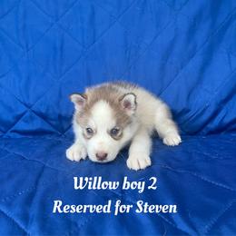 Willow boy 2 - Brown and white male Siberian Husky puppy in Ocala, Florida from Florida Husky Puppies