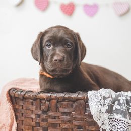 Labrador Retriever Puppies from Lorlyn Labradors
