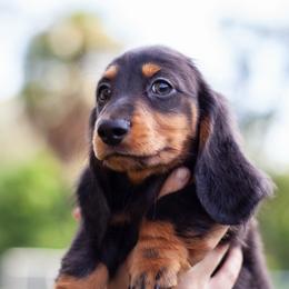 Violet - Black and tan female Dachshund puppy in Tampa, Florida from EntityDachs