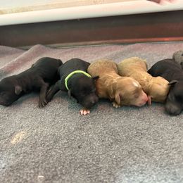 Aussiedoodle puppies from Country Sky Doodles