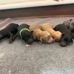Aussiedoodle puppies from Country Sky Doodles