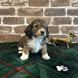 Shaded Red - Red male Dachshund puppy in Fort Worth, Texas from Honey B’s Doxies