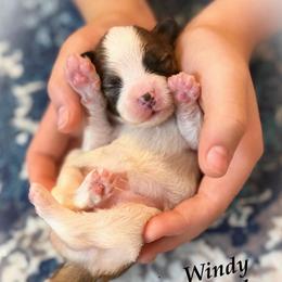 Windy - White and red female Papillon puppy in Coatesville, Indiana from Wendy’s Wings