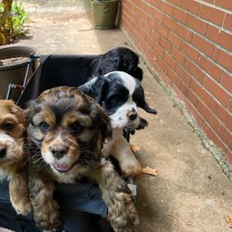 Cocker Spaniel Puppies from Mable meadows Cockers