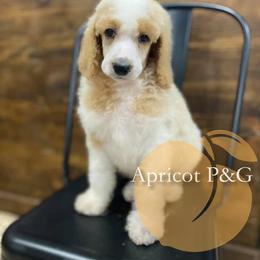 Goldendoodle and Poodle All Grown Up from Apricot Poodles & Goldendoodles