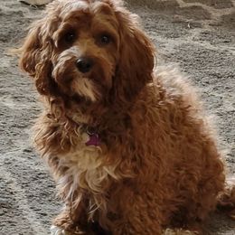 Maggie - Cavapoo