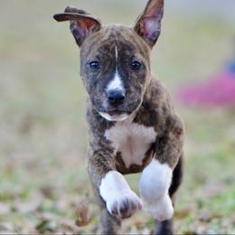Plum - Brown brindle female American Staffordshire Terrier puppy in St. Augustine, Florida from LBK & Ancient City