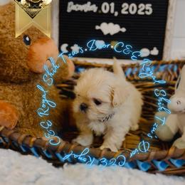 Shih Tzu puppies from C&E Royal Shih Tzu