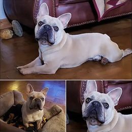 Hopper - French Bulldog