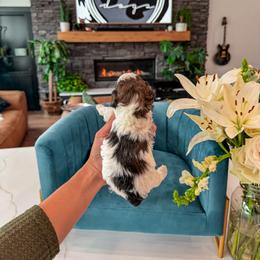 Bernedoodle, Cavapoo, Cavapoochon, Goldendoodle, Poodle, and Yorkipoo Puppies from Anchor Dogs