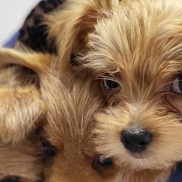 Yorkshire Terriers from Ronda's Yorkshire Terriers