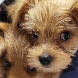 Yorkshire Terriers from Ronda's Yorkshire Terriers