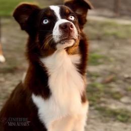 Annie - Miniature Australian Shepherd