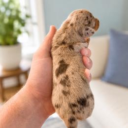 Choc and tan dapple female 2 - Dapple female Dachshund puppy in Indian Trail, North Carolina from Hilda’s Teenie Weenies