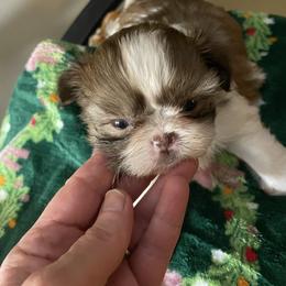 Girl 2 - Brindle female Shih Tzu puppy in Lebanon, Tennessee from Jan’s Shihtzus
