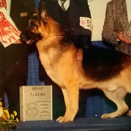 German Shepherds from Sharashe Shepherds