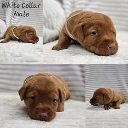 White Collar - Male - Yellow male Labrador Retriever puppy in Boyd, Minnesota from Lindley Labradors