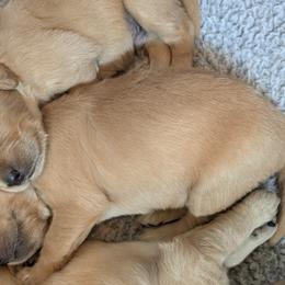 Aussiedoodles, Australian Shepherds, and Golden Retrievers from Hope & Joy Acres