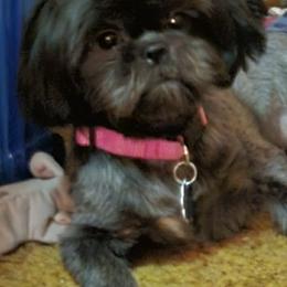 Gretel - Black female Shih Tzu puppy in Marshfield, Missouri from Hillside Loop Kennel LLC