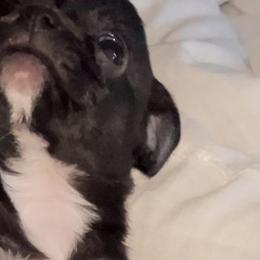 Chihuahua All Grown Up from Little chihuahua angels