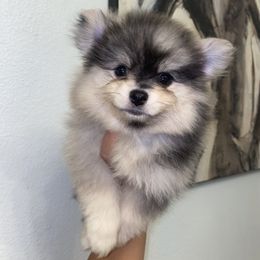 Frida - Wolf sable female Pomeranian puppy in Los Angeles, California from Furever Blessed