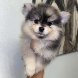 Frida - Wolf sable female Pomeranian puppy in Los Angeles, California from Furever Blessed