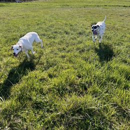Dalmatian Puppies from Hallmark Dalmatians;
