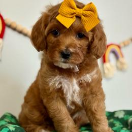 Pink - Red  female Goldendoodle puppy in Hesperia, Michigan from Red Acres Poodles & Doodles
