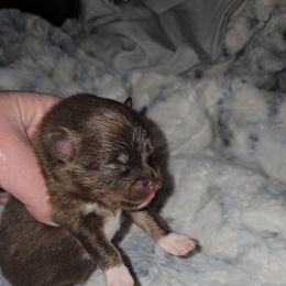 Echo - Chocolate and tan male Pomeranian puppy in Angleton, Texas from Pomeranian Palace, LLC