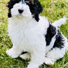 Cockapoo Puppies from Lulu's Cockapoos
