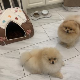 Pomeranian Puppies from Halo Poms