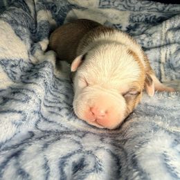 Boy 1 - Red male American Staffordshire Terrier puppy in Georgia from Ynez Kennels