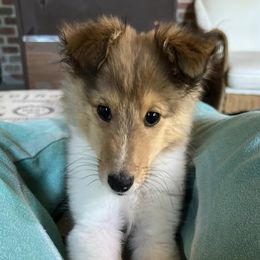 Goldendoodles, Miniature Australian Shepherds, Shetland Sheepdogs, and Toy Shetland Sheepdogs from Better Than Best Farm