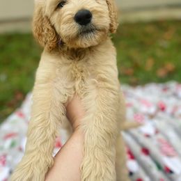 Bernedoodle, Cavalier King Charles Spaniel, and Goldendoodle Puppies from Dandelion Doodles