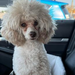 Kiki - Poodle