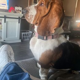 Basset Hound and Labrador Retriever Puppies from Porter Kennels