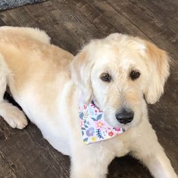 SKY - Labradoodle