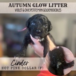 CINDER - Black female Goldendoodle puppy in Watertown, New York from True Friend Doodles