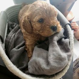 Ninja - Red Cavapoo puppy in Lima, New York from Cava Companions