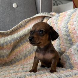 Basil - Red male Dachshund puppy in Moreno Valley, California from DeLorenzo Dachshunds