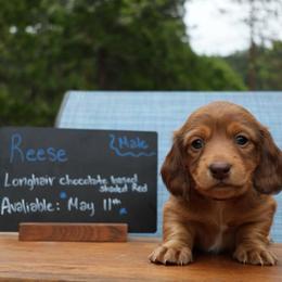 Reese (black collar) - Red male Dachshund puppy in Prospect, Oregon from Spunky Sausage Pups