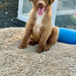 Tri male 3 - Red tri male Miniature Australian Shepherd puppy in Lemon Cove, California from Magic Ranch Mini Aussies