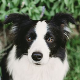 Medley - Border Collie
