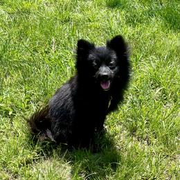 Panda - Pomeranian