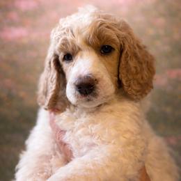 Lisa - Parti female Poodle puppy in Washington, Pennsylvania from Patriotic Poodles