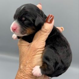 Girl 3 - Tri-color female Bernedoodle puppy in Royse City, Texas from Platinum Bernedoodles of Texas