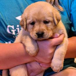 Girl 1 - Winger - Dark Yellow Female - Yellow female Labrador Retriever puppy in Latrobe, Pennsylvania from Stone Shoe Ranch Labrador Retrievers