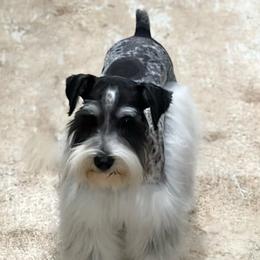Astraea - Miniature Schnauzer